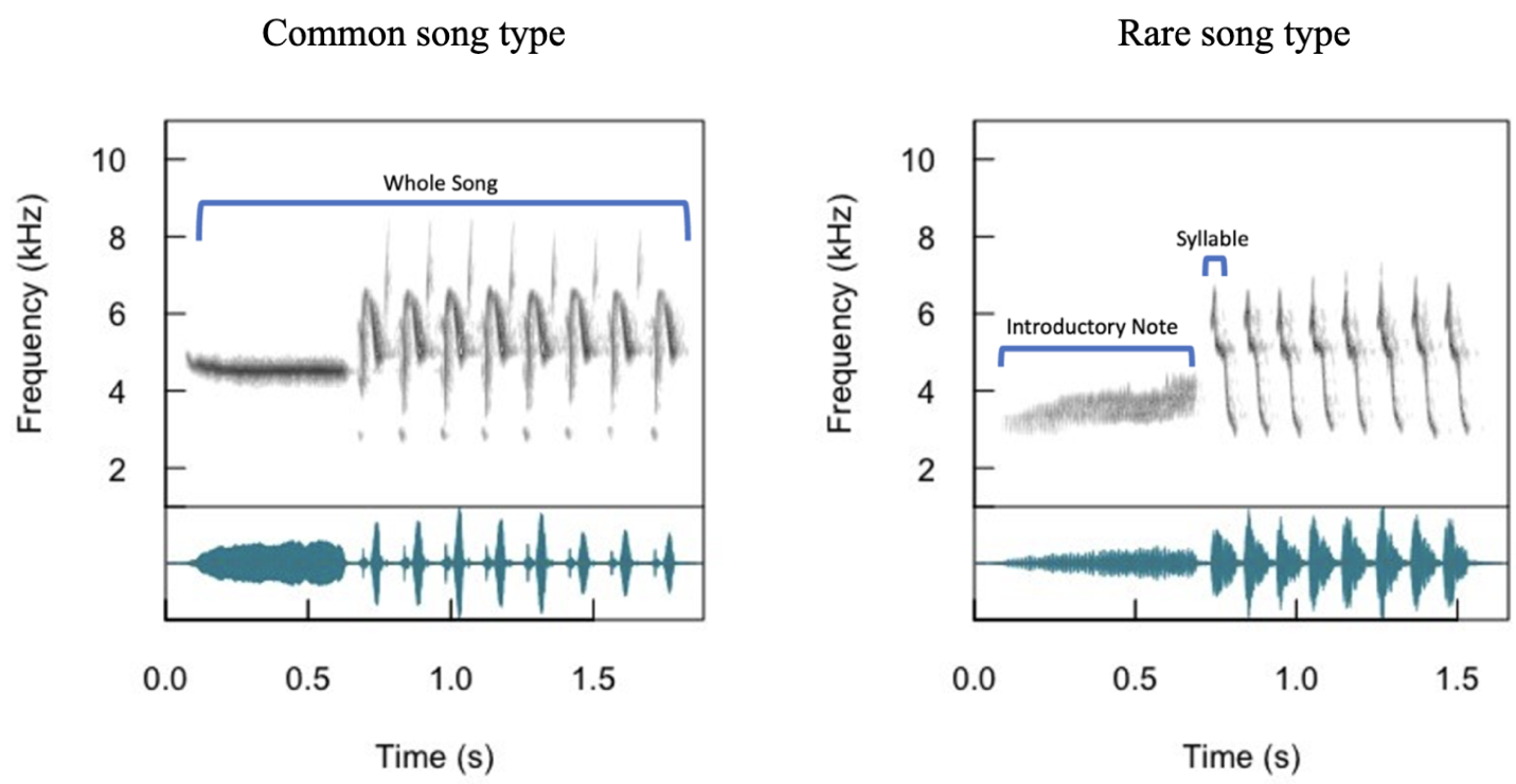 Spectrograms and waveforms of a common and a rare Bachman's sparrow song type